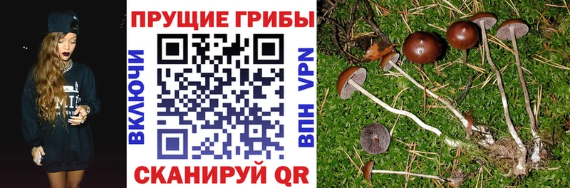 Псилоцибиновые грибы мухоморы  Фокино 